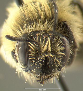 Media type: image;   Entomology 609436 Aspect: head frontal view
